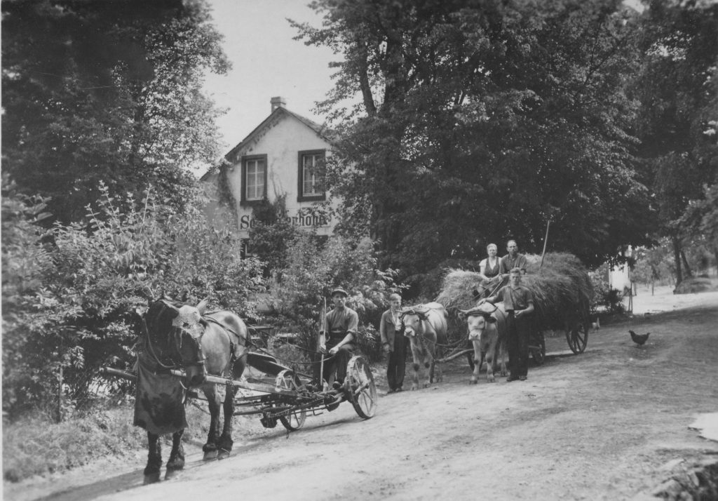 1933 Horchheim Landwirtschaft vor der Schmidtenhöhe vorne Schmitze Hannes mit Pferd Emma das biß und trat, am Ochsengespann re. stehend Hans Schmitz sitzend auf den Heu Eltern Schmitz