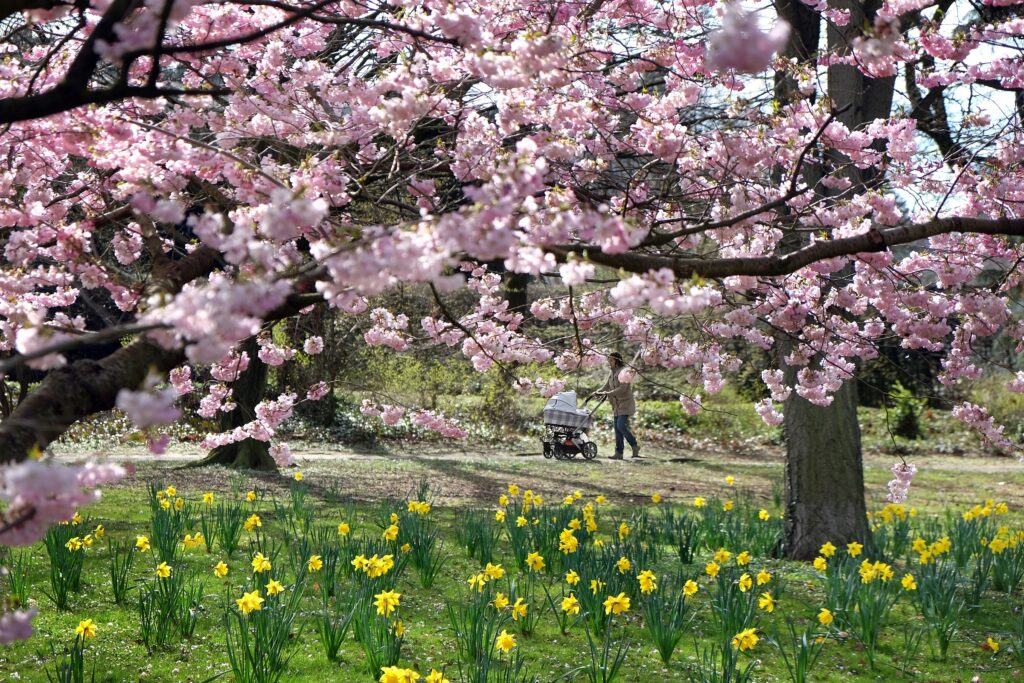 März ‒ Frühlingserwachen im Mendelssohnpark - die Natur blüht auf und läutet den Frühling ein. ‒ Foto: Lothar Stein