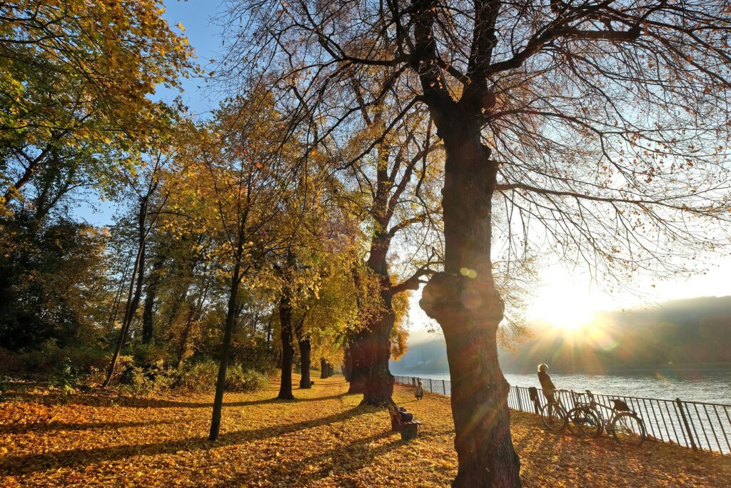 Oktober ‒ Im Goldenen Oktober erstrahlt die Mendelssohn-Allee im warmen Licht der tiefstehenden Sonne und schafft eine zauberhafte Herbststimmung. ‒ Foto: Lothar Stein