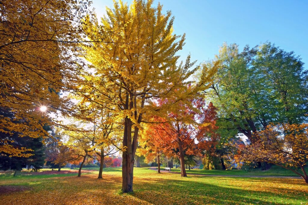 Herbstliche Stimmung im Mendelssohnpark
Foto © Lothar Stein