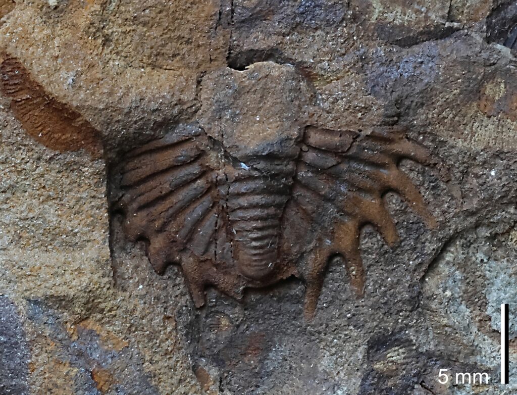 Schwanzschild eines Dreilappkrebses (Trilobit) aus dem Unterdevon