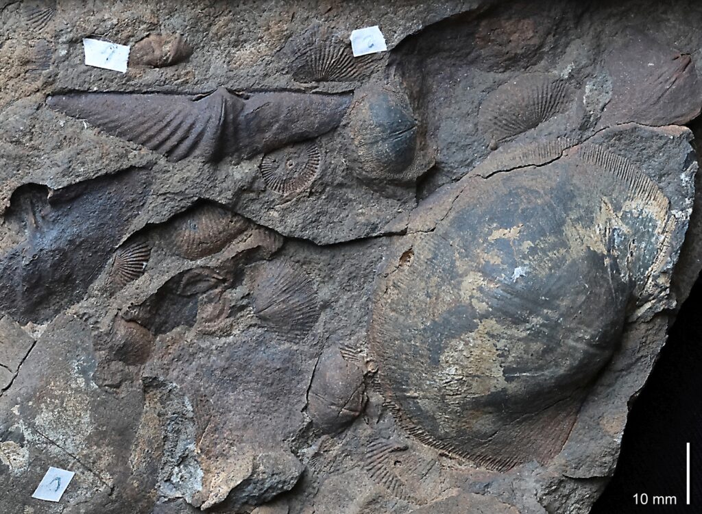 Ansammlung fossiler Armfüßer mit Euryspirifer und Iridistrophia