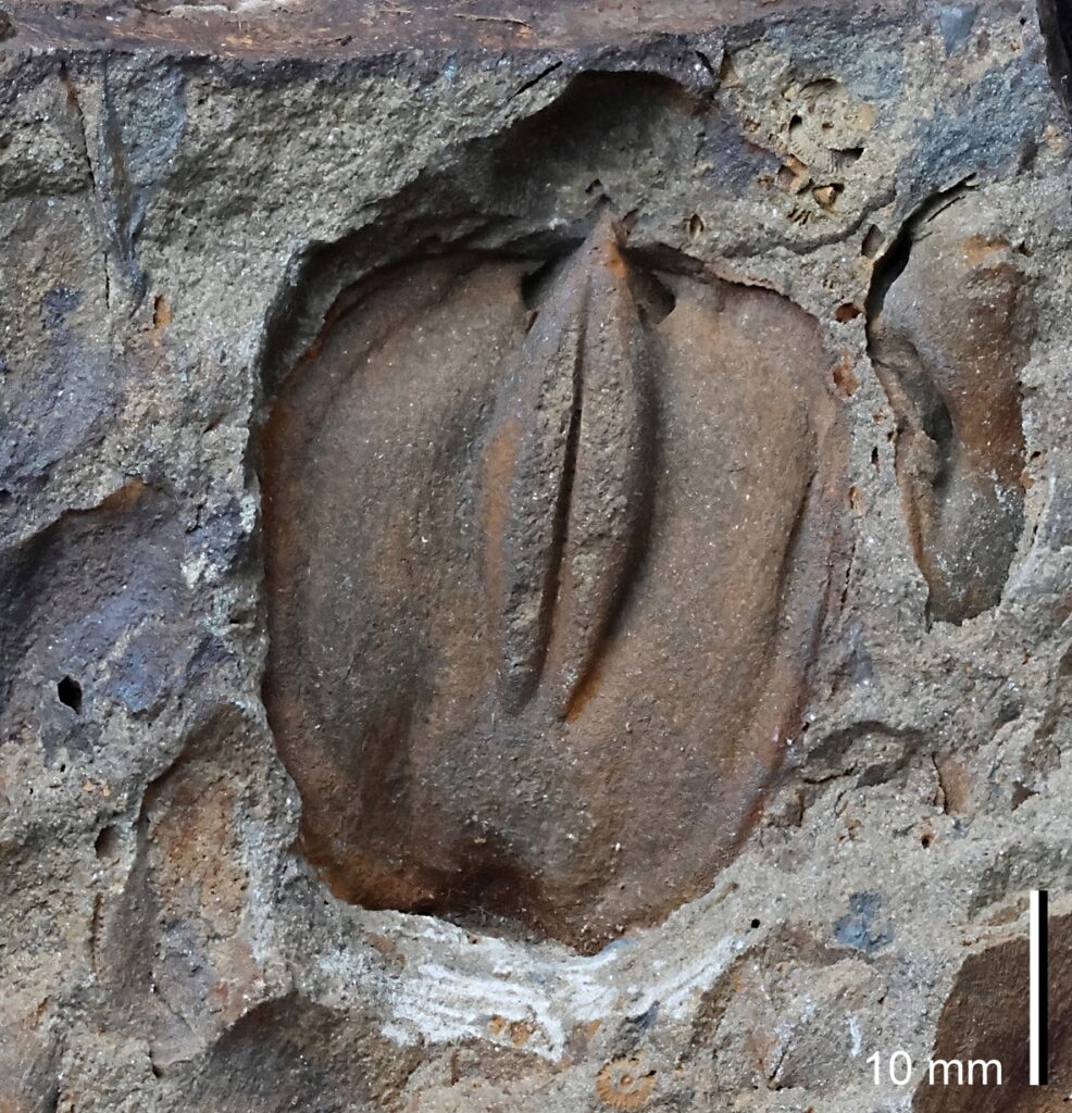 Armfüßer Pachyschizophoria vulvaria aus dem Unterdevon