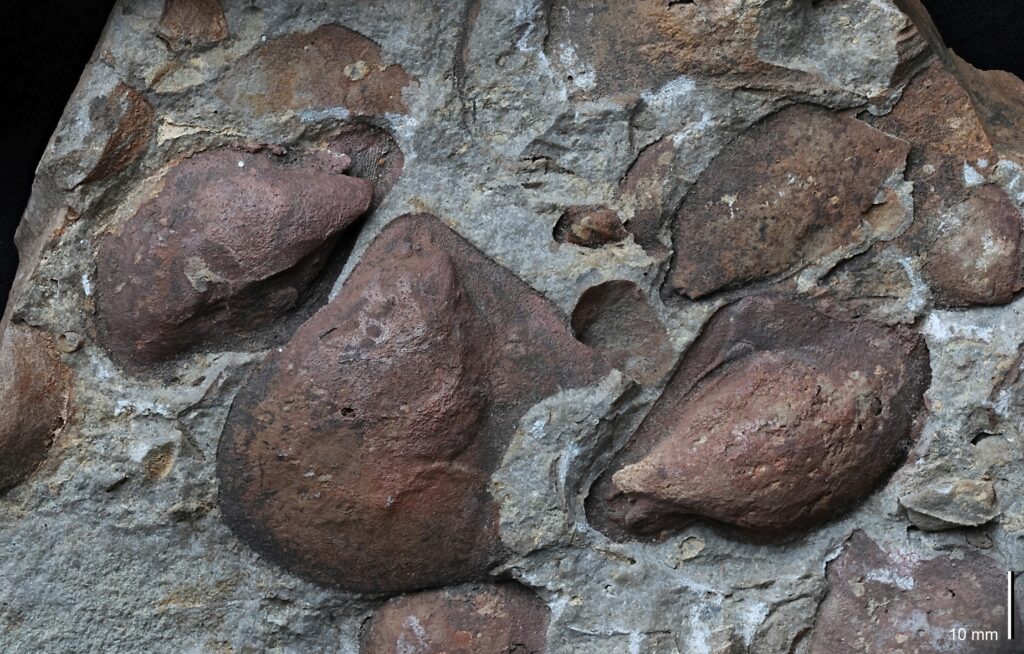 Fossile Muschelschalen aus dem Unterdevon