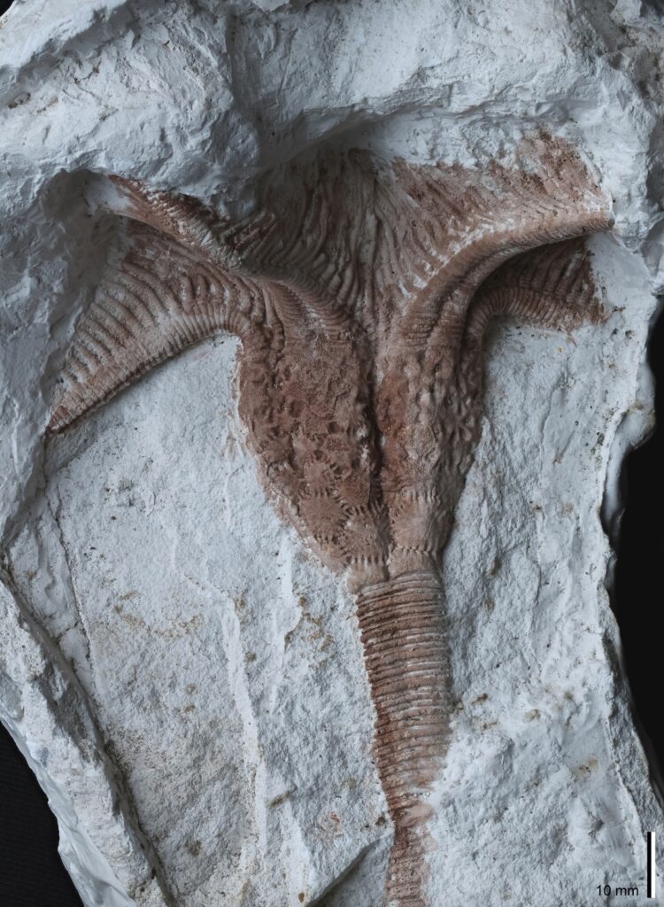 Gipsabguss einer Seelilie (Crinoide) aus dem Unterdevon